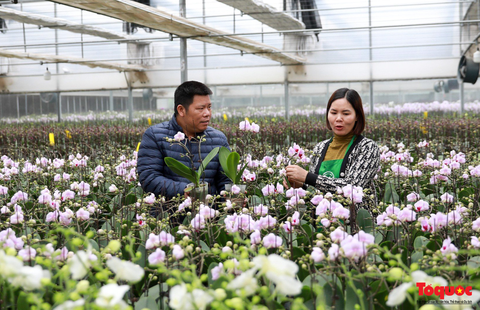 Granja de orquídeas de alta tecnología en Me Linh F-Farm, comuna de Dai Thinh.