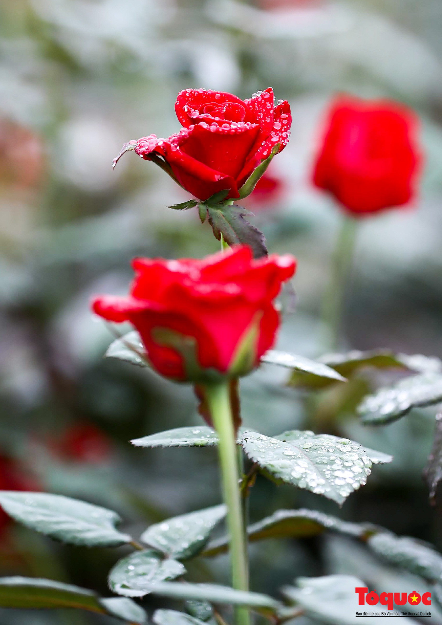 Las rosas siempre son las favoritas de los amantes de las flores en el Tet.