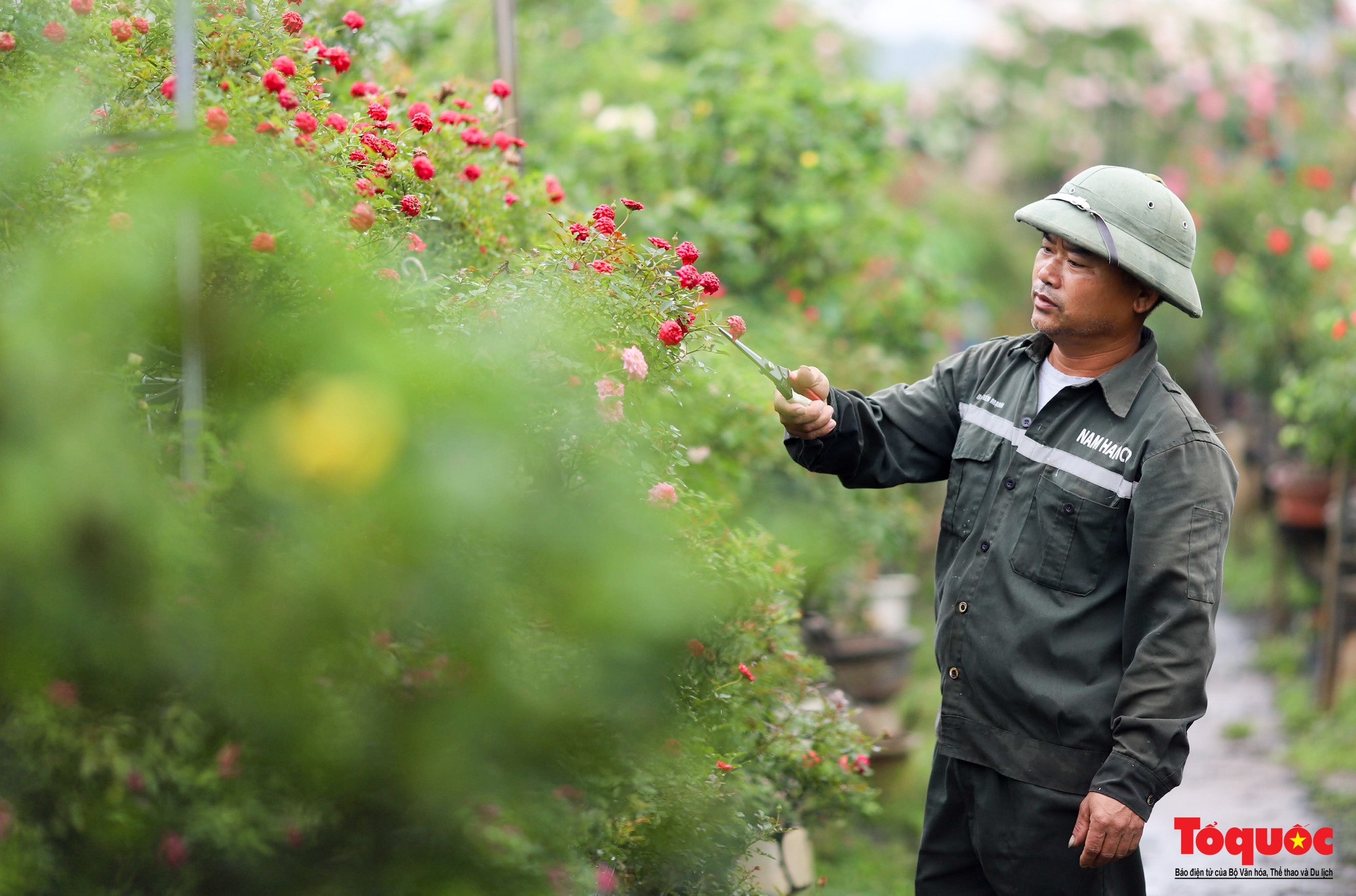 Gracias a la reestructura del cultivo de flores, muchos cultivadores han desarrollado flores ornamentales y de bonsái, lo que contribuye a mejorar sus ingresos.