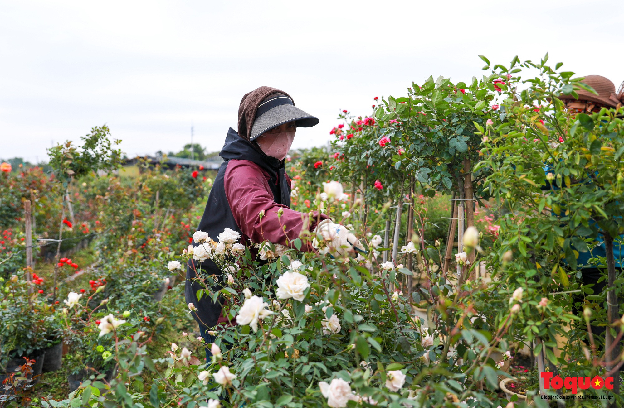 Los dueños de los jardínes esperan una buena temporada de cosecha.