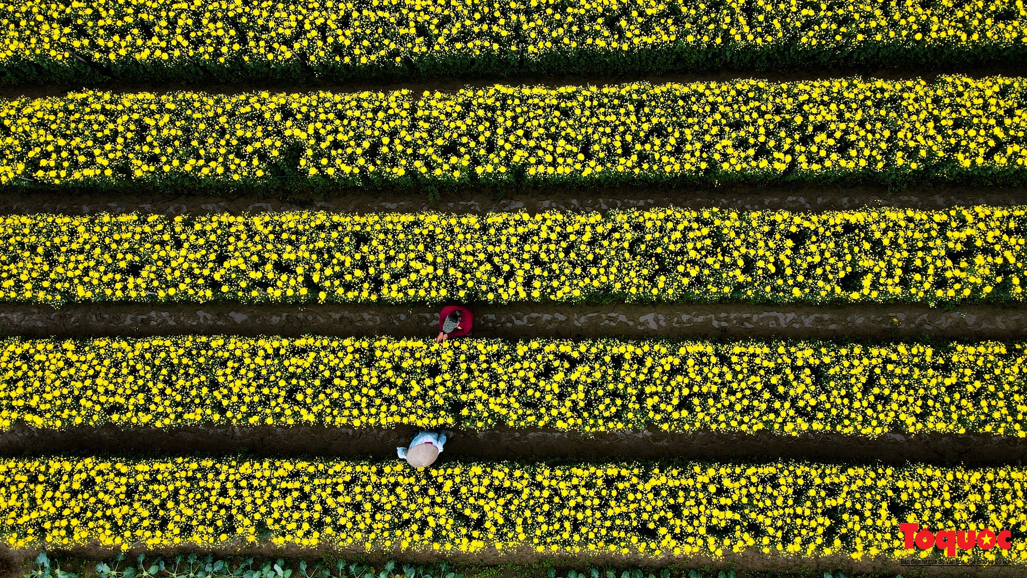 Dai Thinh es una zona del distrito de Me Linh especializada en el cultivo de crisantemos.