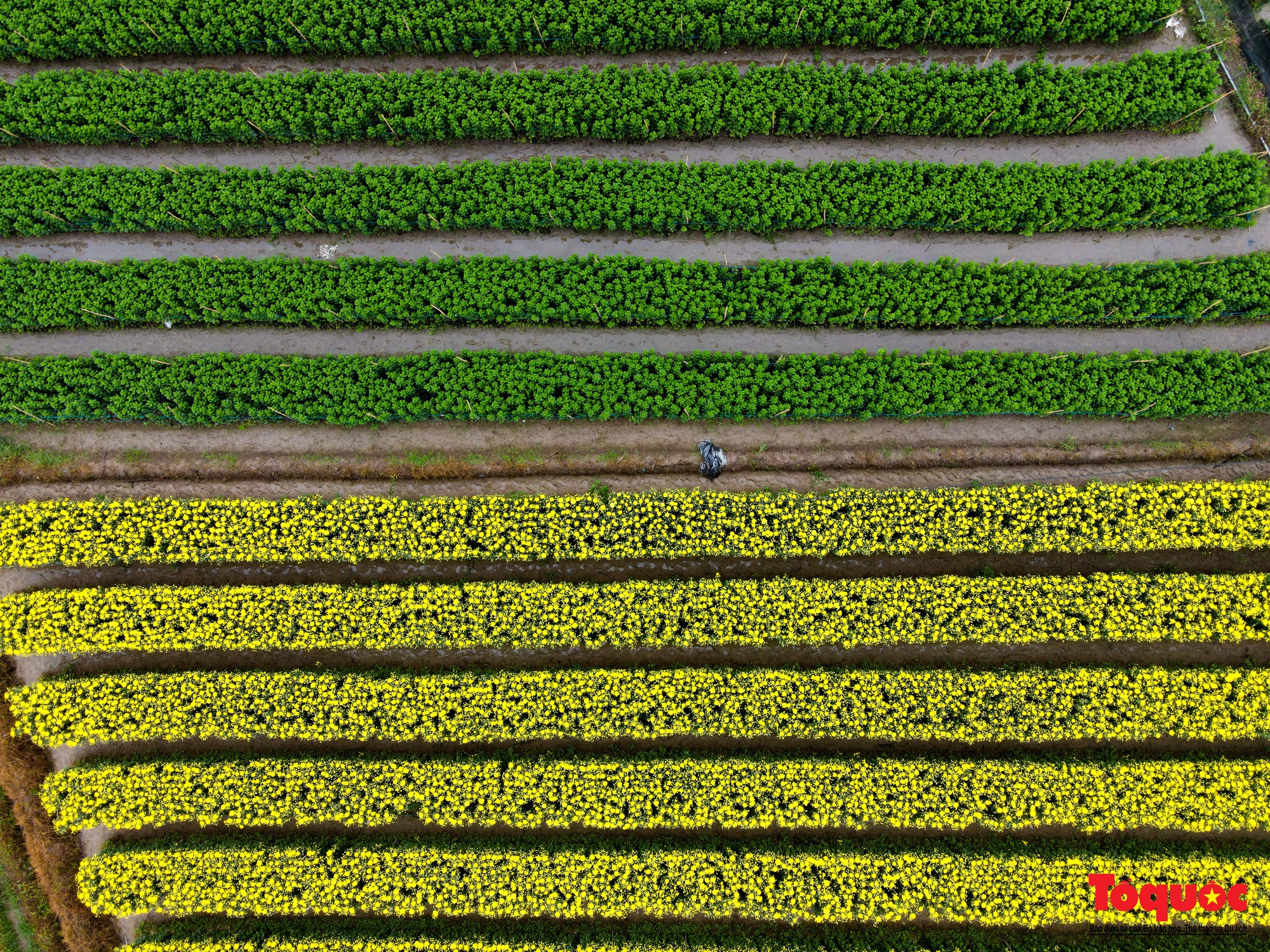 Ajetreado campo de flores de Me Linh en víspera del Tet