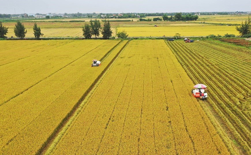 Vietnam se convirtió en uno de los principales exportadores de productos agrícolas del mundo (Foto: VNA) Vietnam se convirtió en uno de los principales exportadores de productos agrícolas del mundo (Foto: VNA)