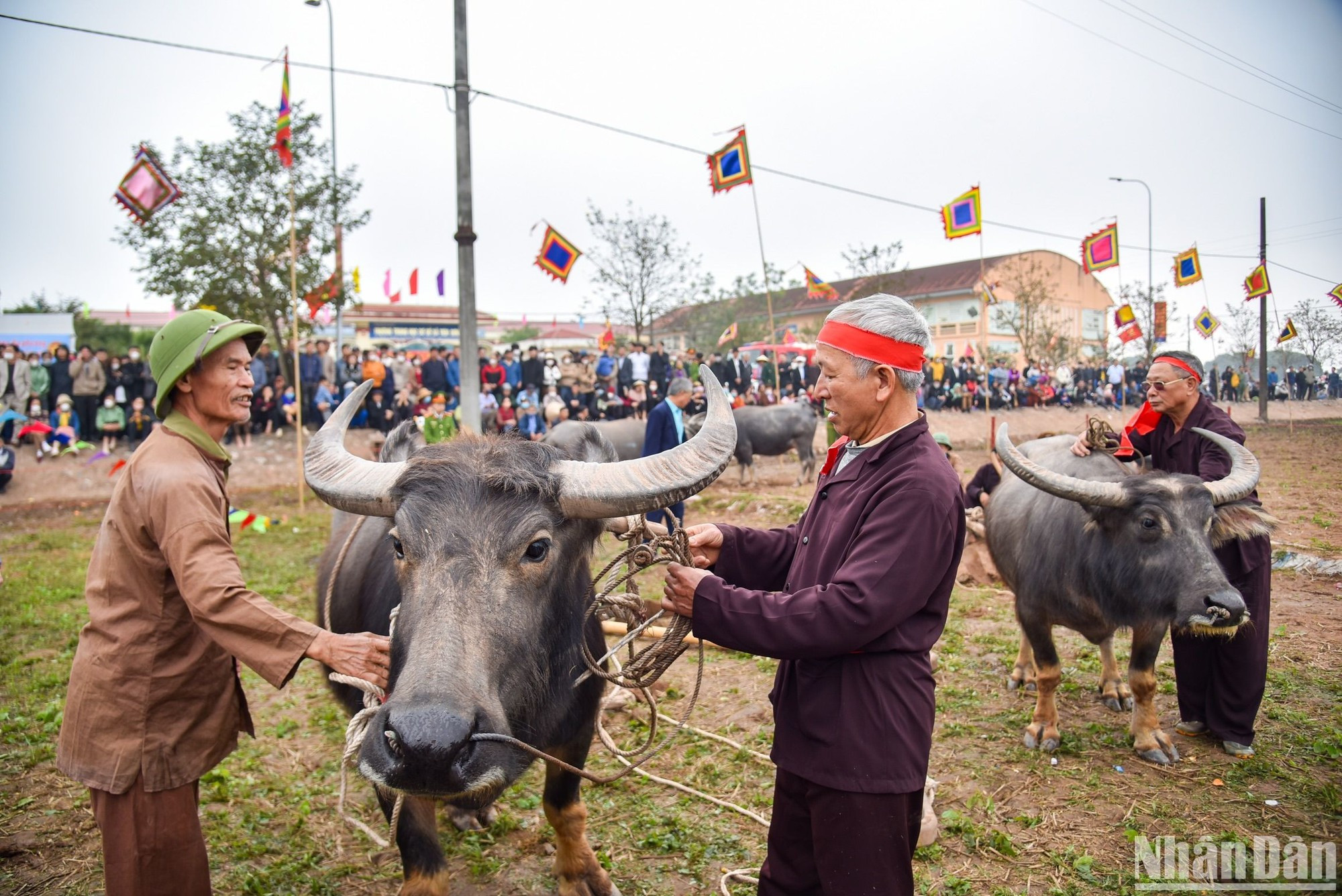 Esta festividad data de la Dinastía Le (987- 1017), cuando en el año 987 el rey Le Dai Hanh fue a arar a la comuna local de Doi Son, para desear una buena cosecha y mostrar la importancia que le concedía. Esta festividad data de la Dinastía Le (987- 1017), cuando en el año 987 el rey Le Dai Hanh fue a arar a la comuna local de Doi Son, para desear una buena cosecha y mostrar la importancia que le concedía.