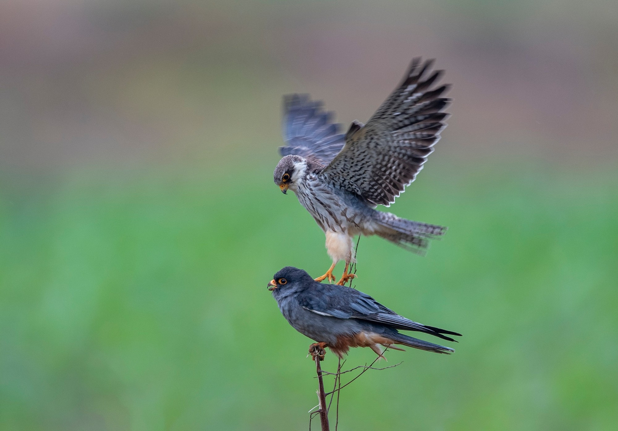 El halcón amur es una especie que se reproduce en el sureste de Siberia y el norte de China, e inverna en Sudáfrica (Foto: Nguyen Manh Hiep) El halcón amur es una especie que se reproduce en el sureste de Siberia y el norte de China, e inverna en Sudáfrica (Foto: Nguyen Manh Hiep)