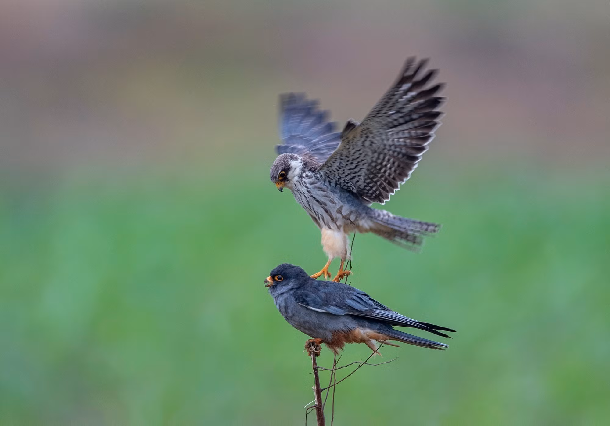 El halcón amur es una especie que se reproduce en el sureste de Siberia y el norte de China, e inverna en Sudáfrica (Foto: Nguyen Manh Hiep)