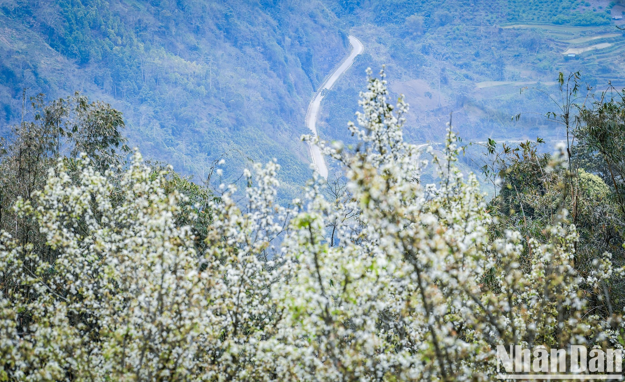 Las flores de los perales tiñen de blanco las laderas de la montaña.