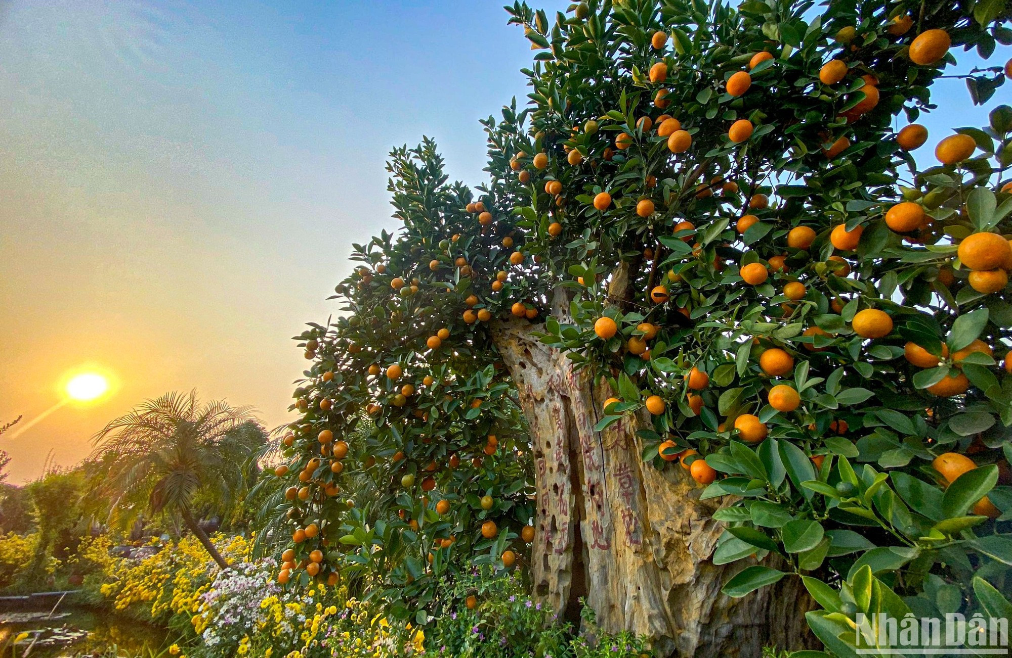 Según las creencias de los vietnamitas, el kumquat simboliza el anhelo de abundantes cosechas, un buen trabajo y suerte en los negocios. Esto se considera el inicio de un Año Nuevo tranquilo y afortunado.