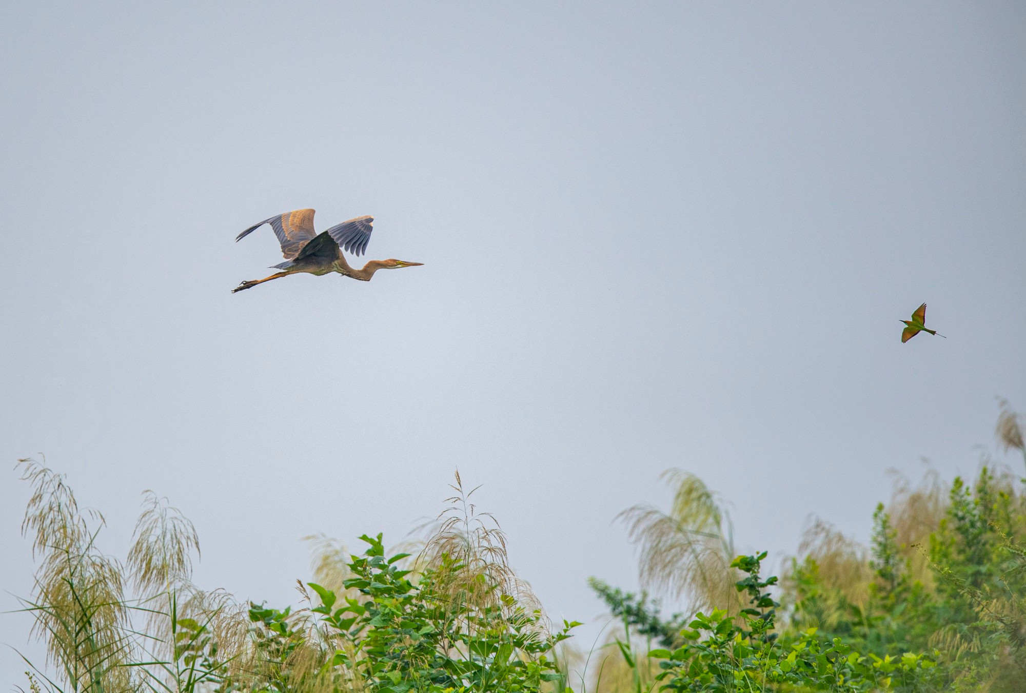Una garza imperial (Foto: Nguyen Manh Hiep) Una garza imperial (Foto: Nguyen Manh Hiep)