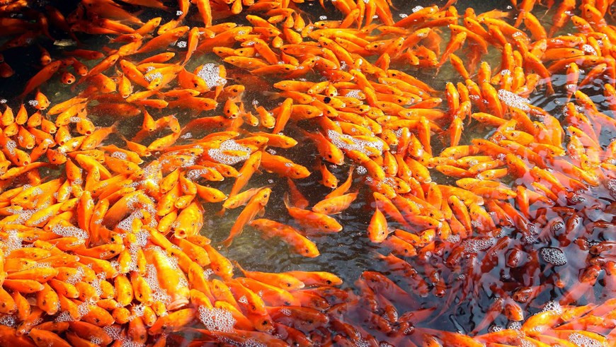 Según la creencia, la carpa sirve como vehículo como para el viaje de Ong Cong y Ong Tao al cielo para informar al Emperador de Jade sobre todo lo que pasó el año pasado en cada hogar. (Fotografía: VNA)