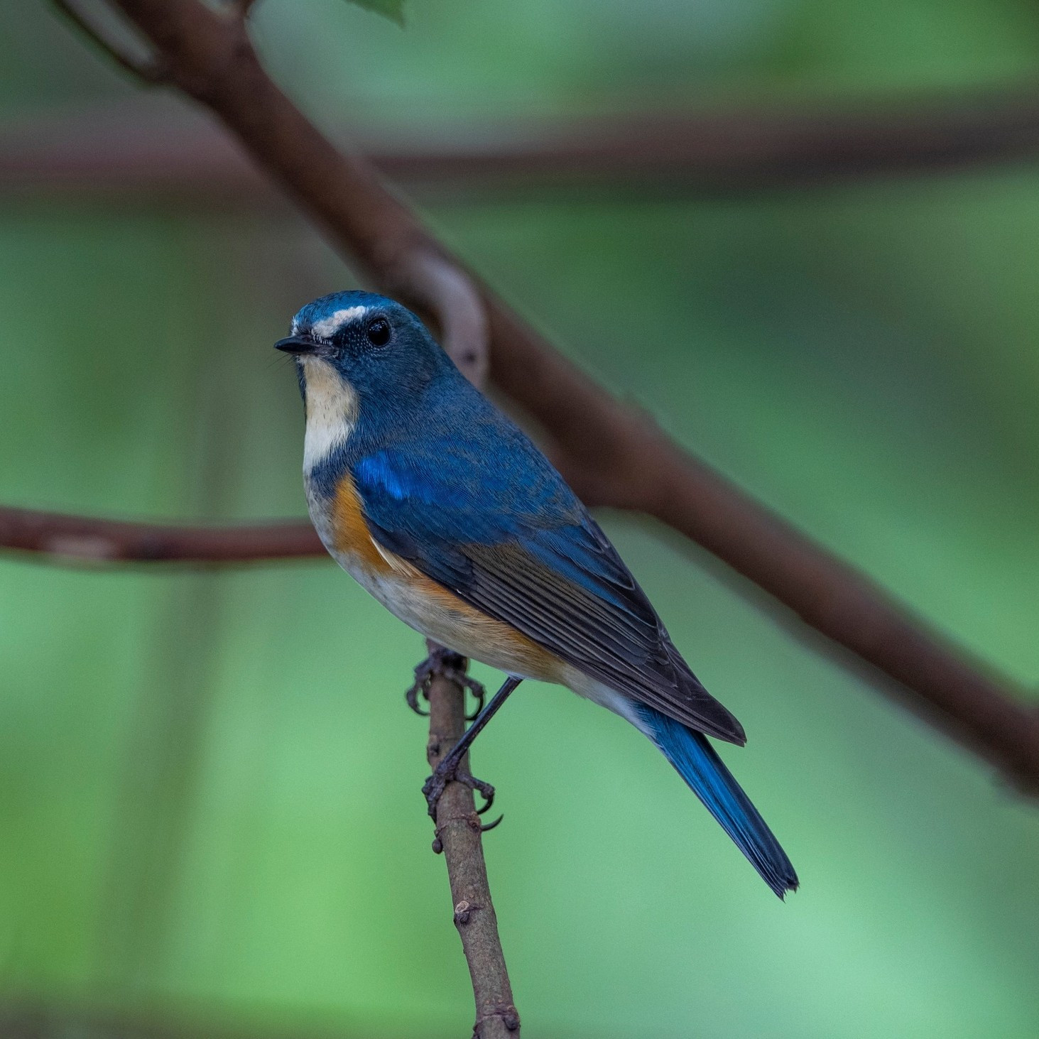 Un ruiseñor azul. Un ruiseñor azul.