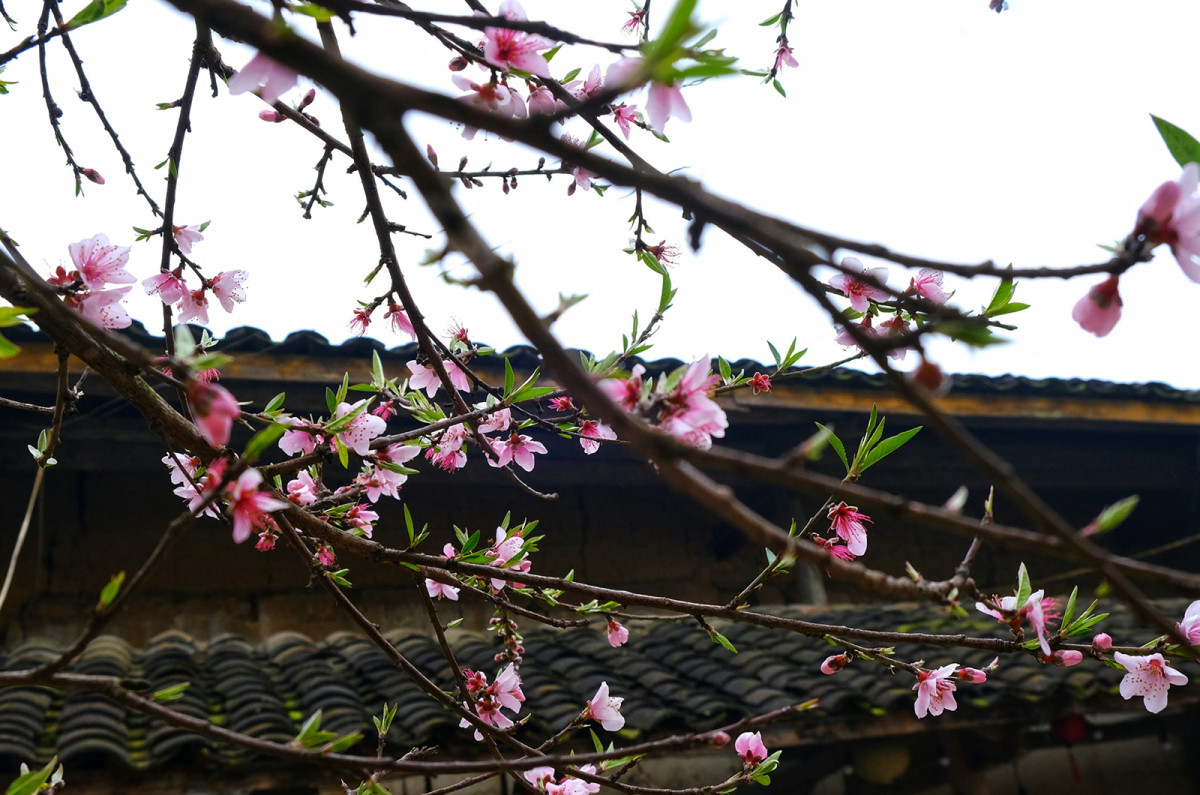 La flor de albaricoque en Ha Giang tiene cinco pétalos de color rosado claro. La flor de albaricoque en Ha Giang tiene cinco pétalos de color rosado claro.