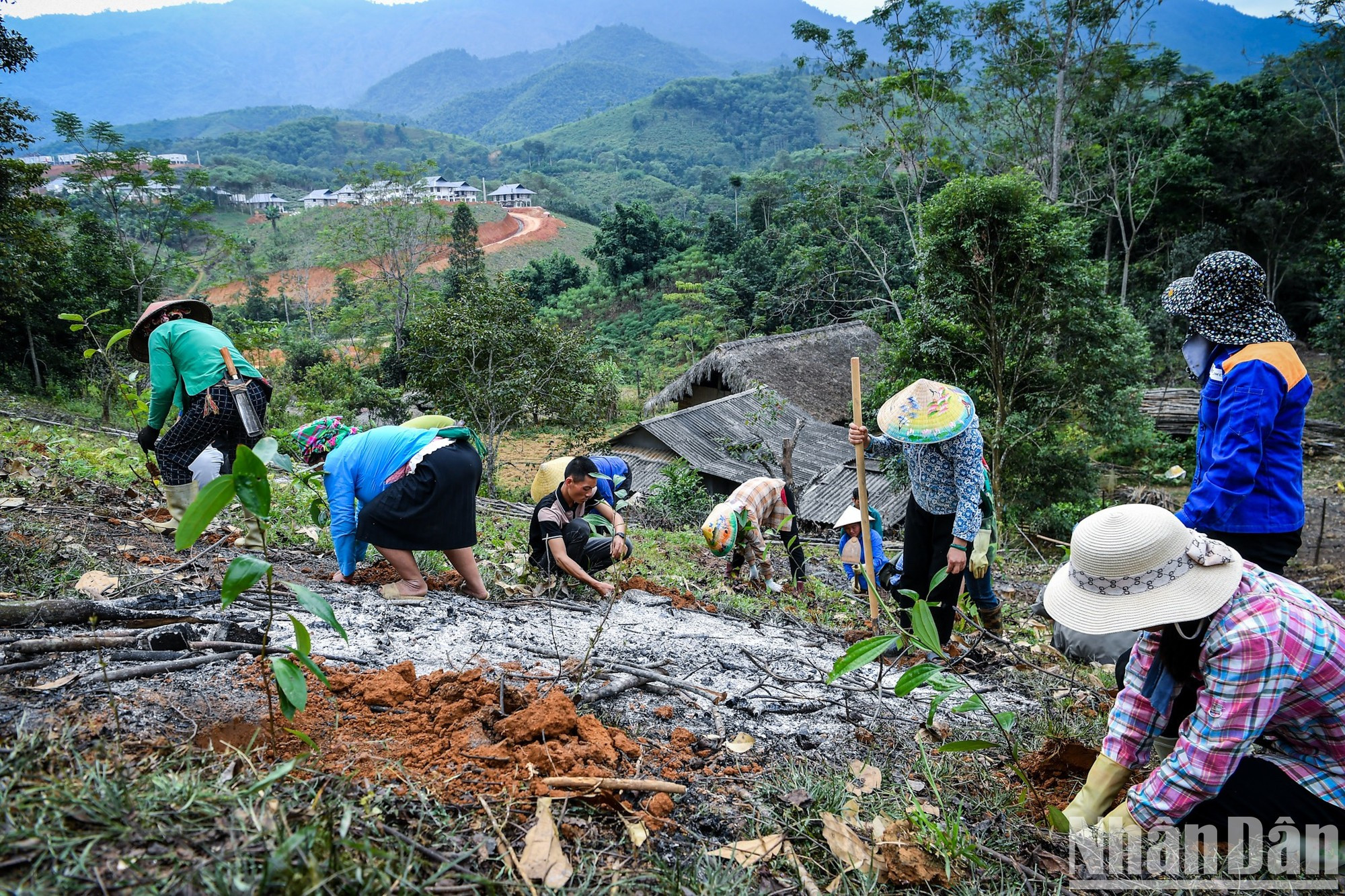 Los primeros árboles se plantan en la aldea de Lang Nu. Los primeros árboles se plantan en la aldea de Lang Nu.
