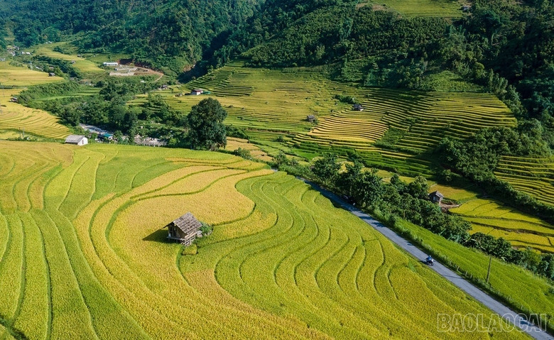 baolaocai_namcang (3).jpg