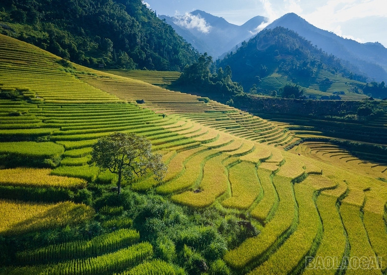 baolaocai_namcang (1).jpg