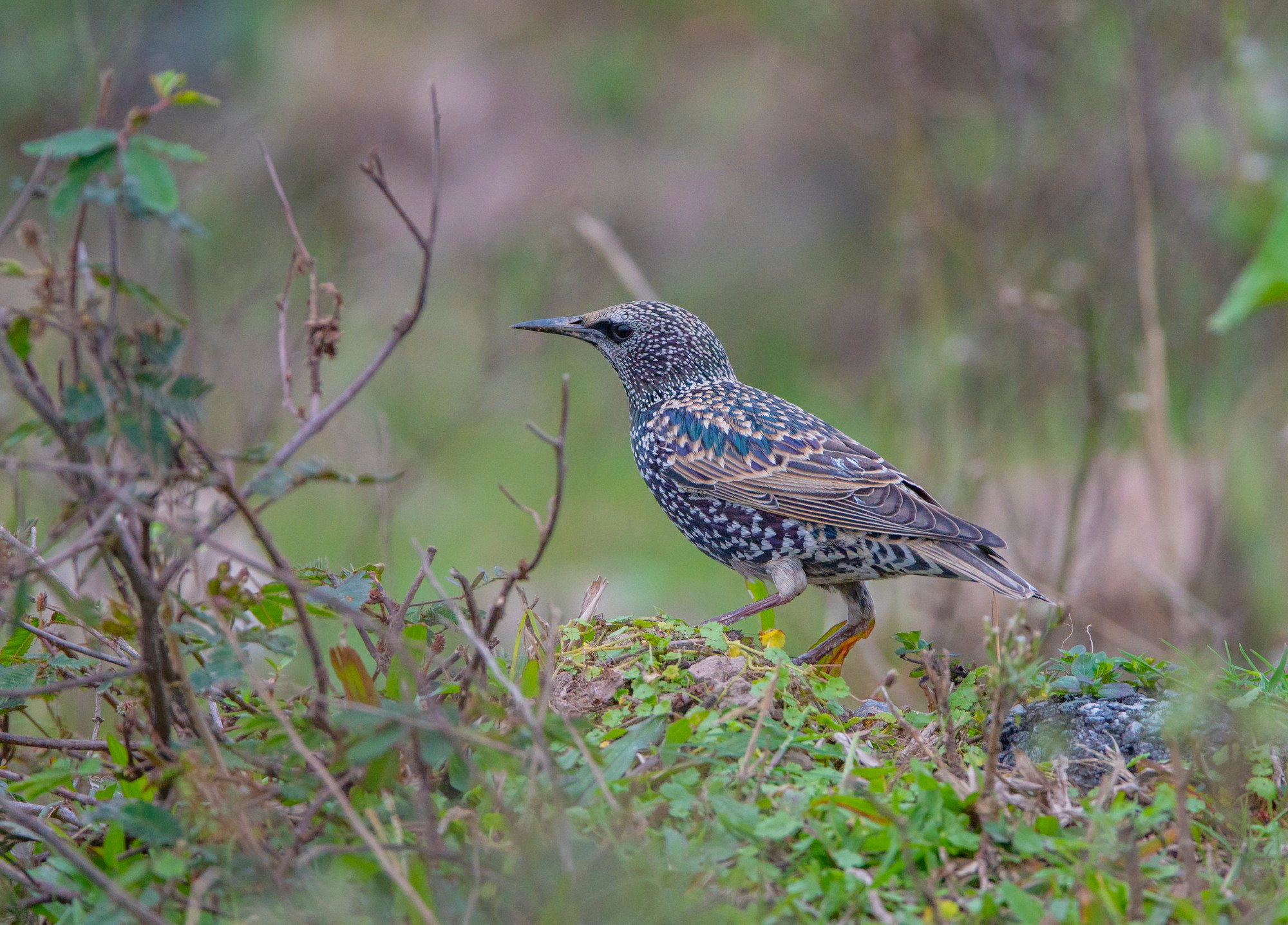 Un estornino pinto, también conocido como estornino europeo o común. Un estornino pinto, también conocido como estornino europeo o común.