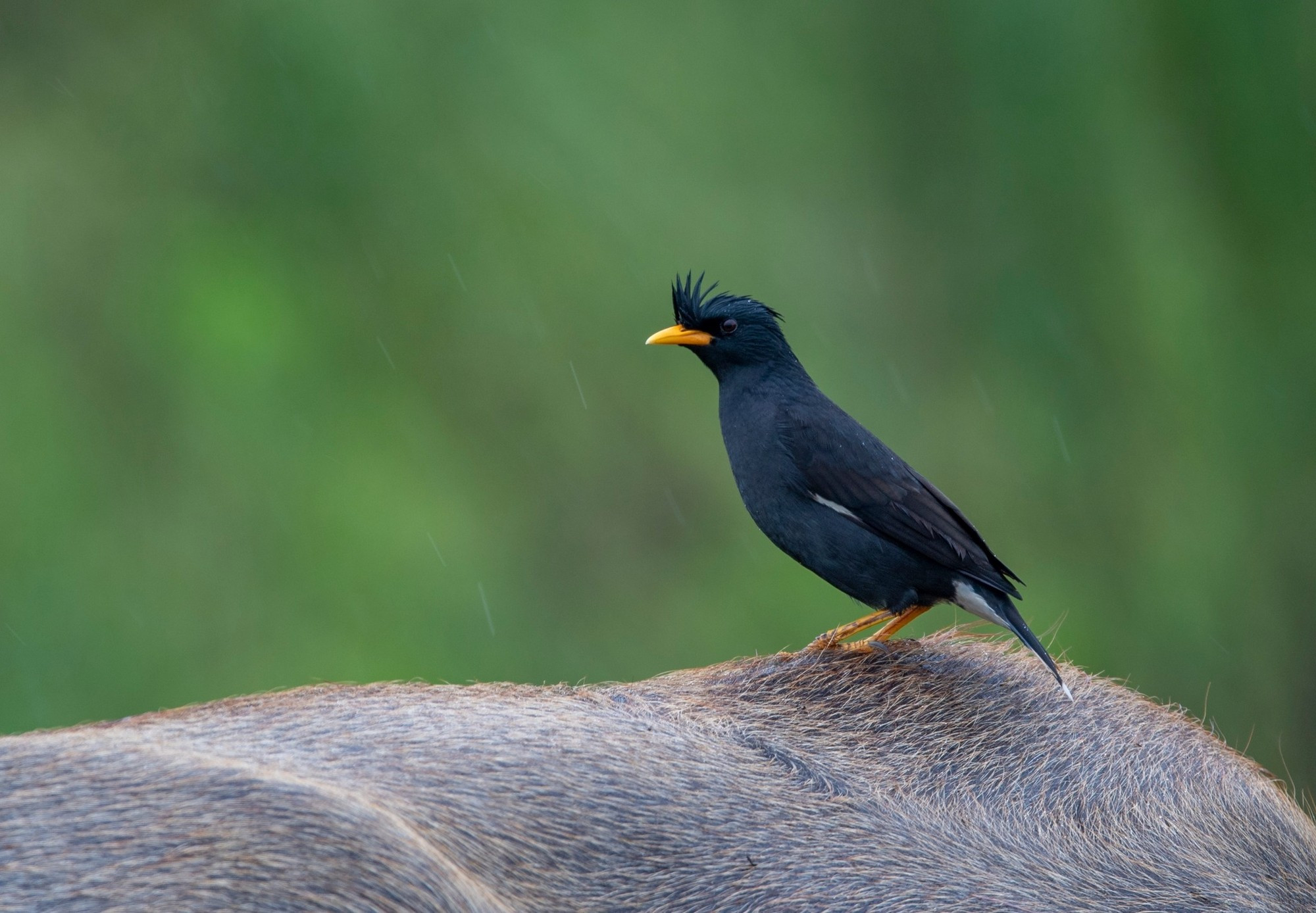 Un miná grande. Un miná grande.