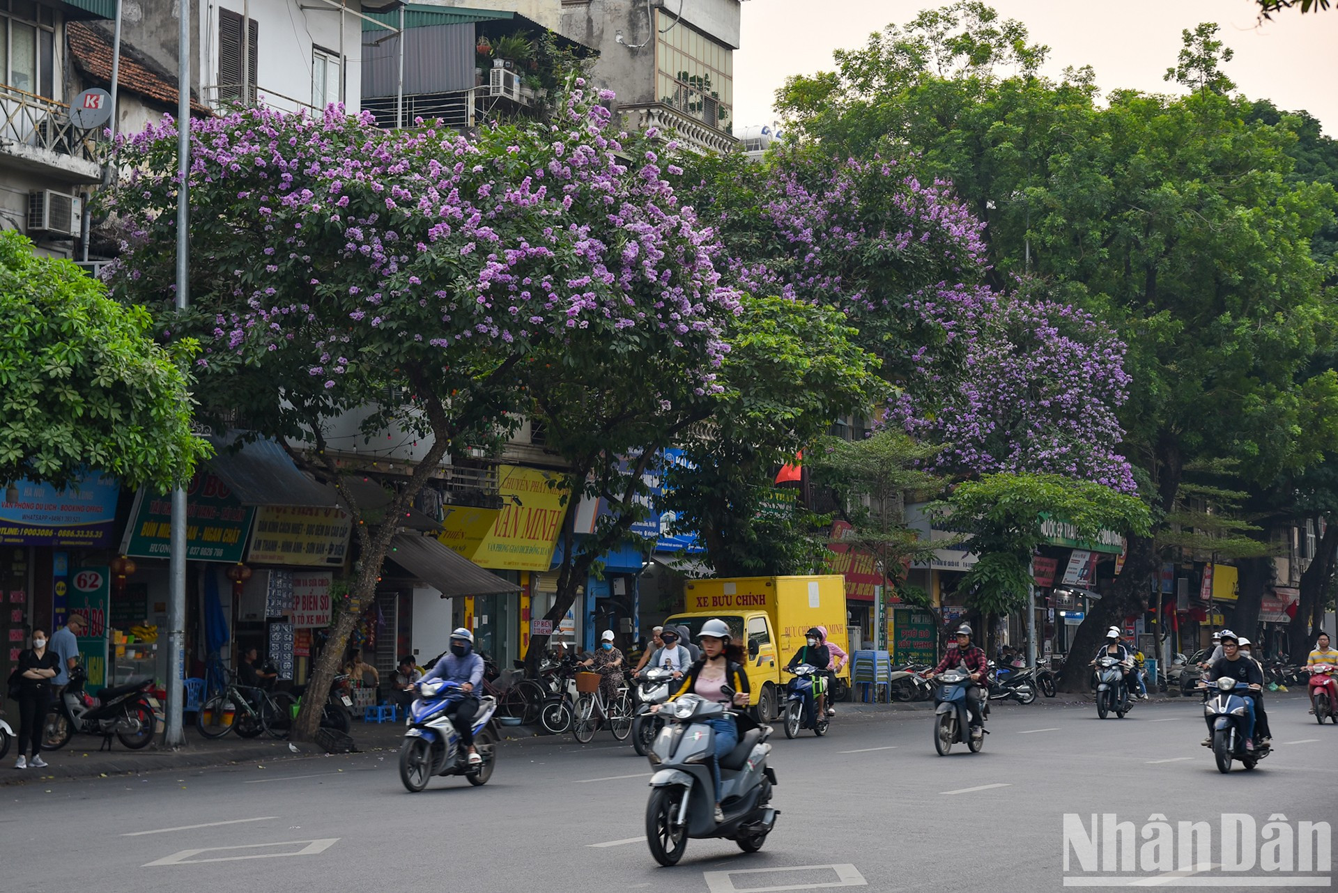 Los árboles Bang Lang, plantados a lo largo de las calles, refrescan la ciudad bajo el calor del sol.