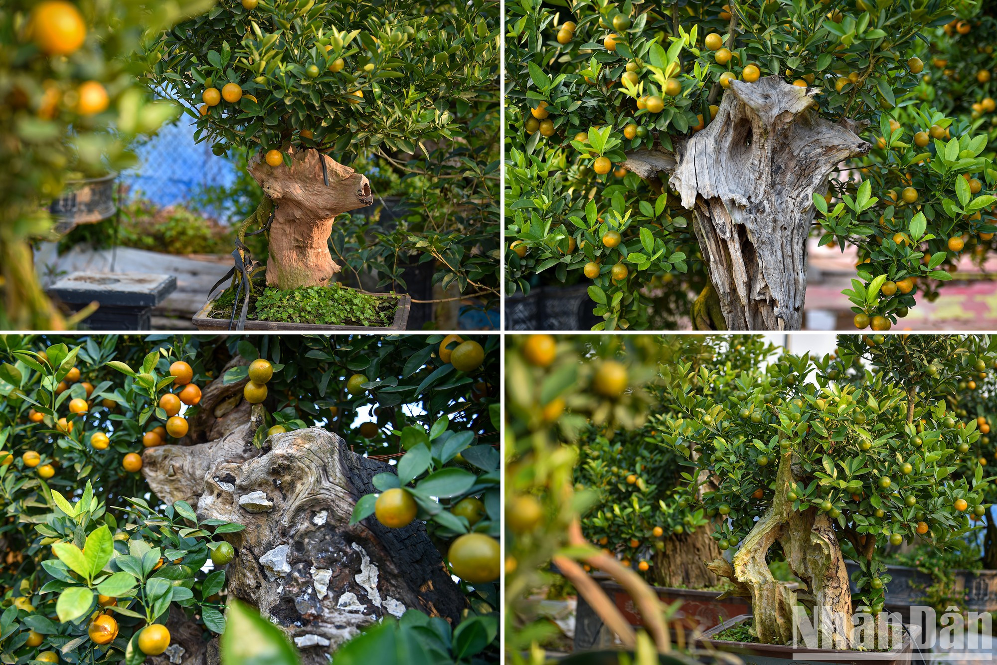 Ngo Thu Trang, dueña del jardín Xuan Loc Tu Lien explicó: “Los bonsáis de kumquat que tienen formas singulares son los favoritos de muchos clientes".