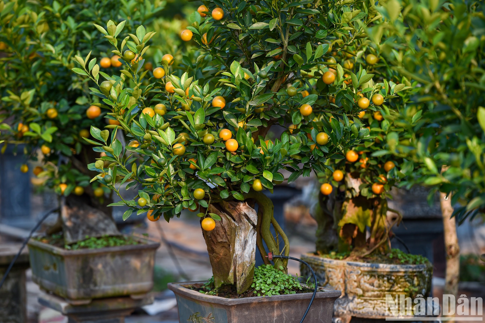 En Tu Lien, los jardines presentan nuevos estilos de bonsáis de kumquat que cuestan entre uno y decenas de millones de dongs vietnamitas por árbol.