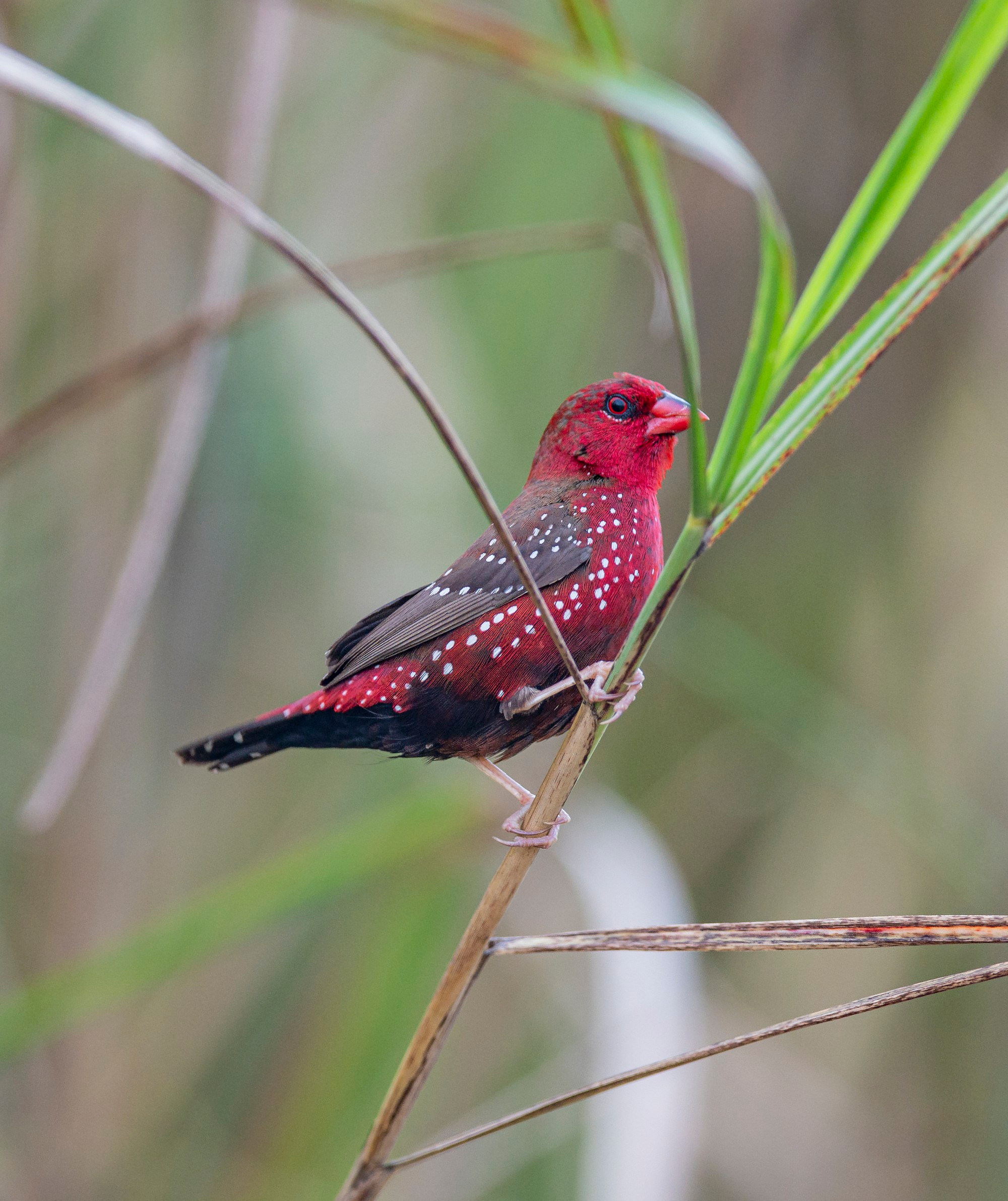 Un bengalí rojo. (Foto: Nguyen Manh Hiep) Un bengalí rojo. (Foto: Nguyen Manh Hiep)