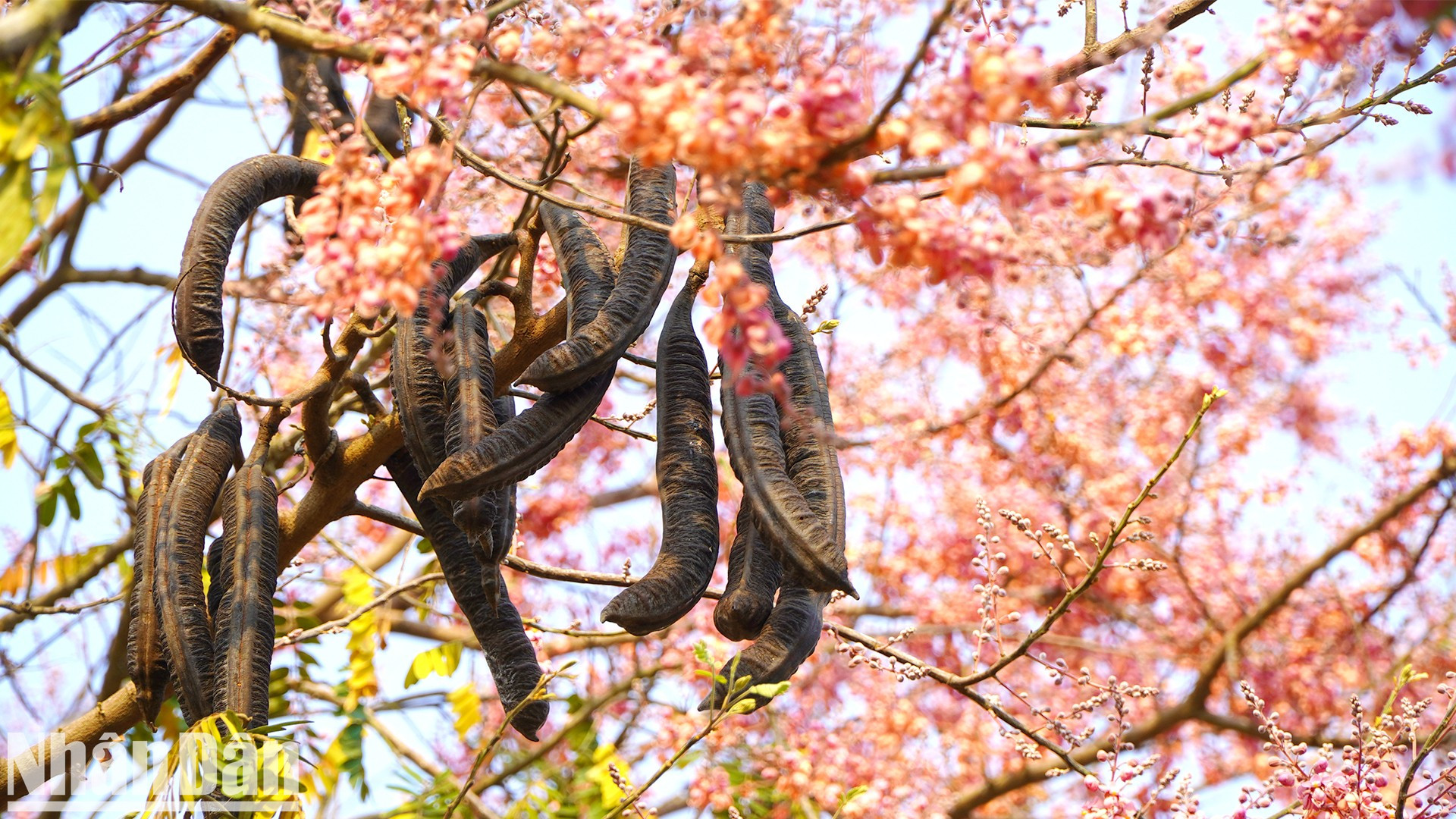 Un árbol de carao floreciendo al lado de la ruta que cruza la ciudad de Hong Ngu.