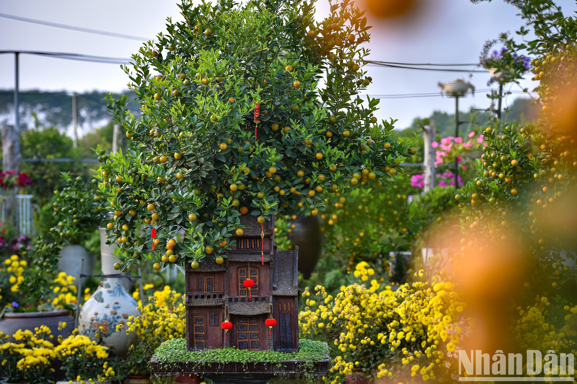 Esos tipos de plantas tienen una gran diversidad de tamaño y formas, precisó.
