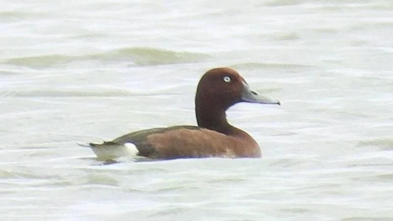 El Ferruginous duck (Aythya nyroca) encontrado en la laguna de Hac Hai. (Foto: Parque Nacional de Phong Nha-Ke Bang)