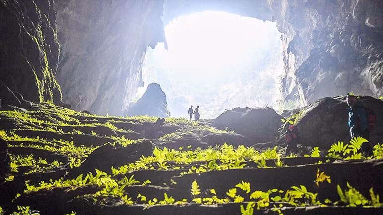 Vistas de la vegetación cavernícola.