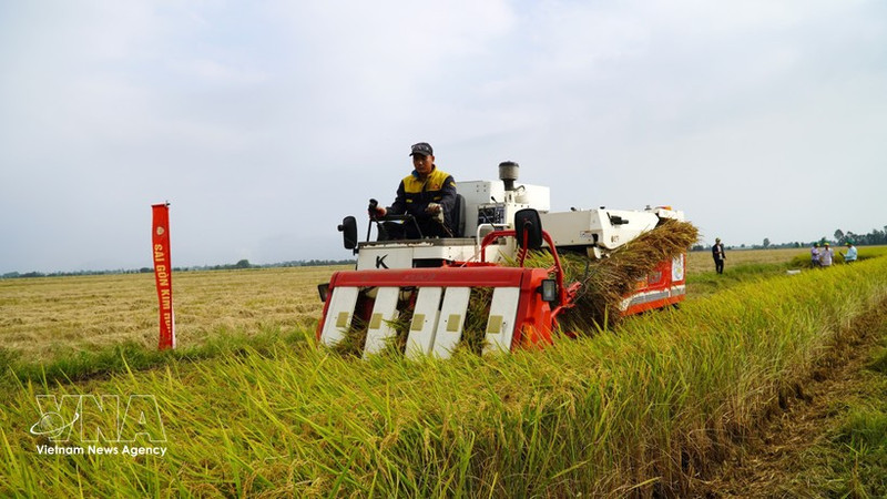 Promueven del cultivo de arroz de bajas emisiones vinculado al crecimiento verde en el delta de Mekong. (Foto: VNA)