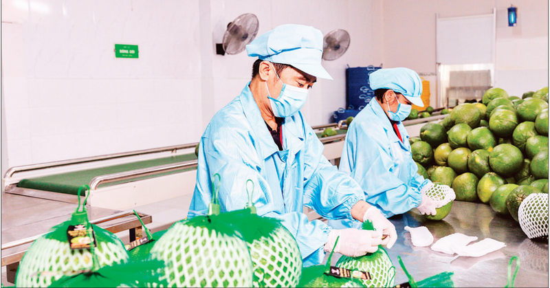 Foto de ilustración. (Fuente: Nhan Dan)