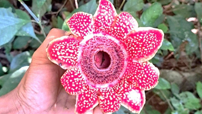 El Parque Nacional de Phong Nha-Ke Bang registra recientemente la presencia de la rara planta Sapria himalayana. (Foto: VNA)