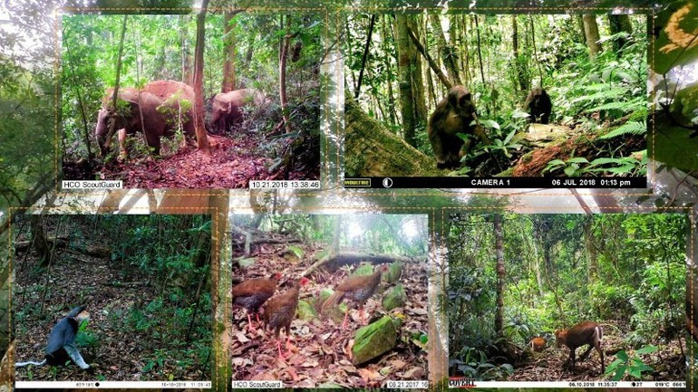 El Parque Nacional de Pu Mat es uno de los bosques de uso especial con mayor biodiversidad de Vietnam. (Foto: Nhan Dan)