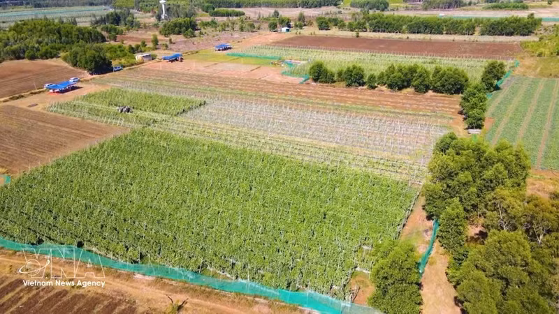 El modelo de cultivo de hortalizas conforme a las normas VietGAP, implementado por los agricultores de la comuna de An Phu, en la provincia de Quang Ngai, ha demostrado ser altamente eficaz. (Foto: VNA)