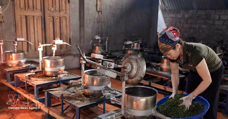 La Cooperativa de Productos Agrícolas Lien Minh, en el barrio de Vo Nhai, provincia de Thai Nguyen, ha contribuido a la generación de empleo estable para cientos de sus miembros. (Foto: VNA)