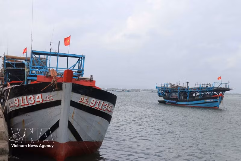 La ciudad de Da Nang acelera la reestructuración de su flota pesquera. (Foto: VNA)