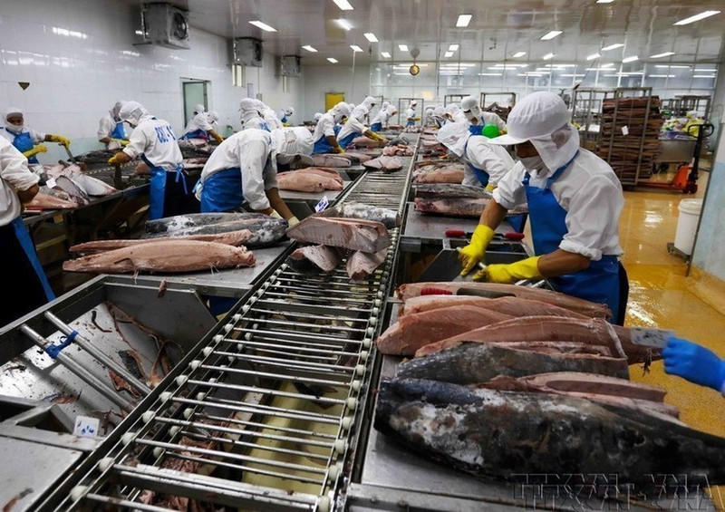 Procesamiento de atún para exportación a Japón, Estados Unidos y Europa en la empresa BIDIFISCO. (Foto: VNA)