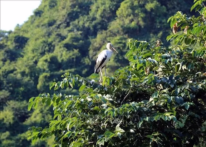En el jardín de aves Thung Nham. (Foto: VNA)