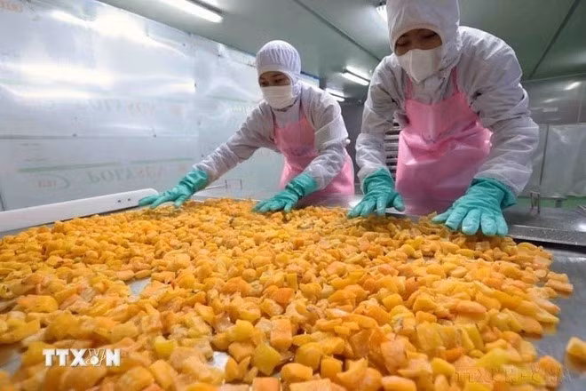 Procesamiento de productos agrícolas para la exportación. (Fotografía: VNA)