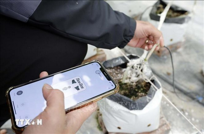 Sistema de riego automático controlado por teléfonos inteligentes. (Foto de ilustración: VNA)