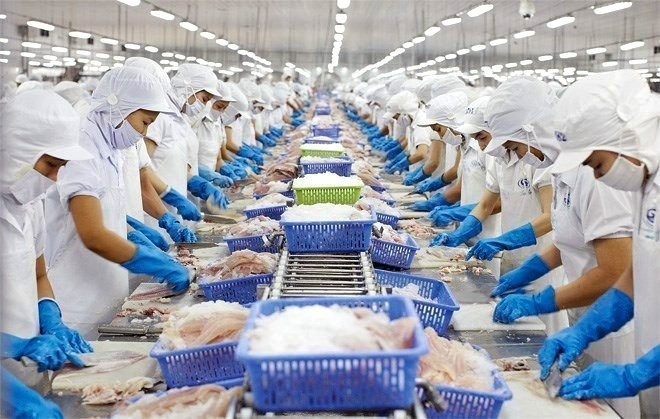 Una línea de procesamiento de pescado Tra para la exportación en Vietnam. (Foto: VNA)