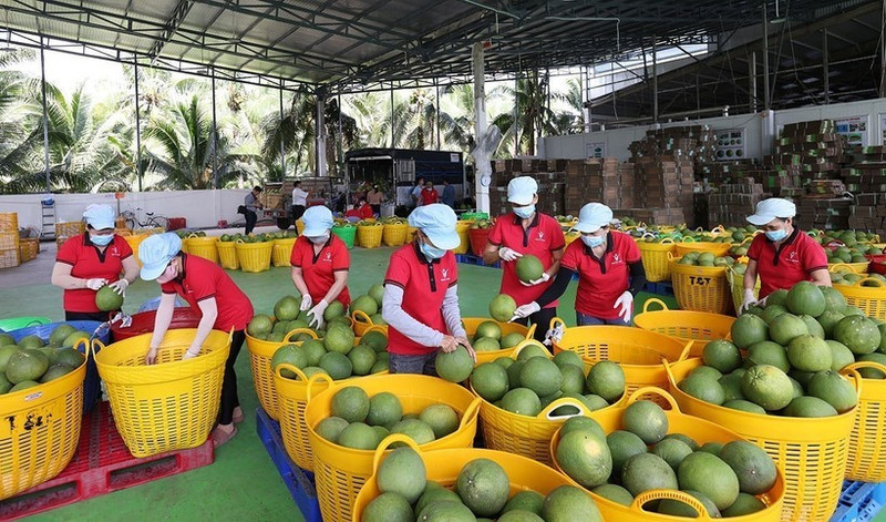 Clasifican pomelos en Vietnam para exportación. (Foto: VNA)