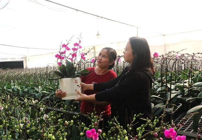 Vietnam se encuentra en plena celebración por el final de 2025. (Foto: VNA)