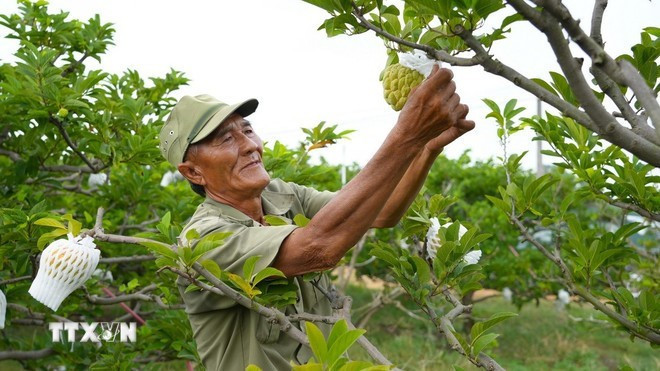Agricultores cuidan huertos de chirimoyas cultivadas con alta tecnología en la comuna de Tan Chau. (Foto: VNA)