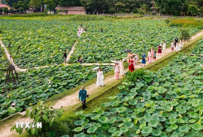 Un pantano de lotos en Ninh Binh. (Foto: VNA)