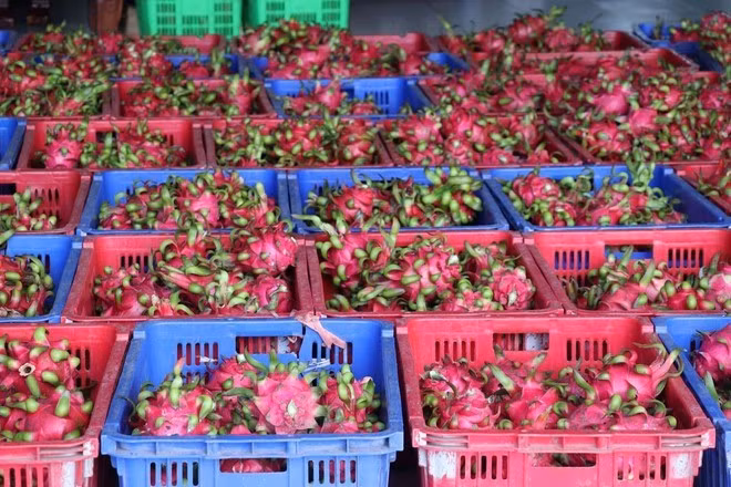 Pitahayas vietnamitas para exportación. (Foto: VNA)
