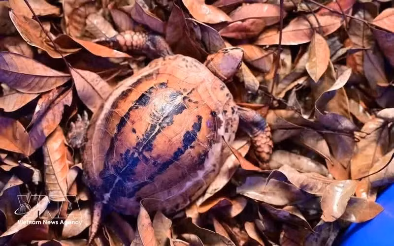 Una tortuga de raza rara es trasladada al Parque Nacional de Cuc Phuong para recibir cuidados y rehabilitación antes de su eventual liberación en el hábitat natural. (Foto: VNA)