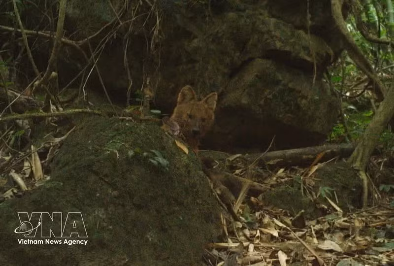 Una imagen del dole en la Reserva Natural de Pu Hoat, en la provincia central de Nghe An. (Foto: VNA)