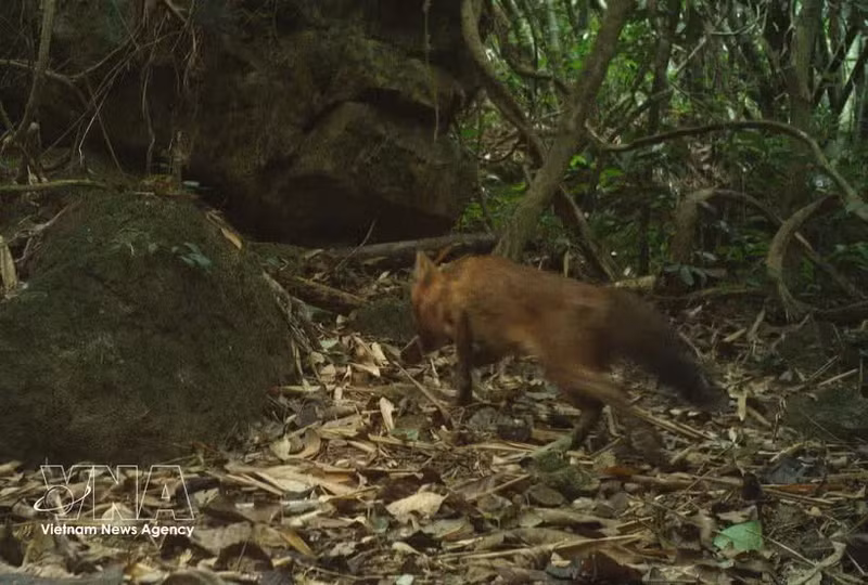 Una imagen capturada por el sistema de cámaras trampa de un dole en la Reserva Natural de Pu Hoat, en la provincia central de Nghe An. (Foto: VNA)