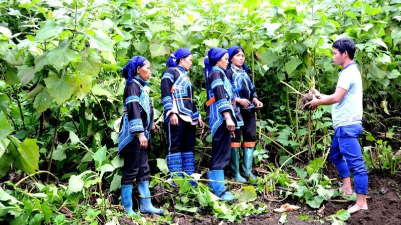 Un funcionario de la comuna de Y Ty, en la norteña provincia vietnamita de Lao Cai, enseña a residentes locales de la etnia Ha Nhi la técnica de cultivo y cosecha del yacón (Smallanthus sonchifolius). (Foto: Nhan Dan)